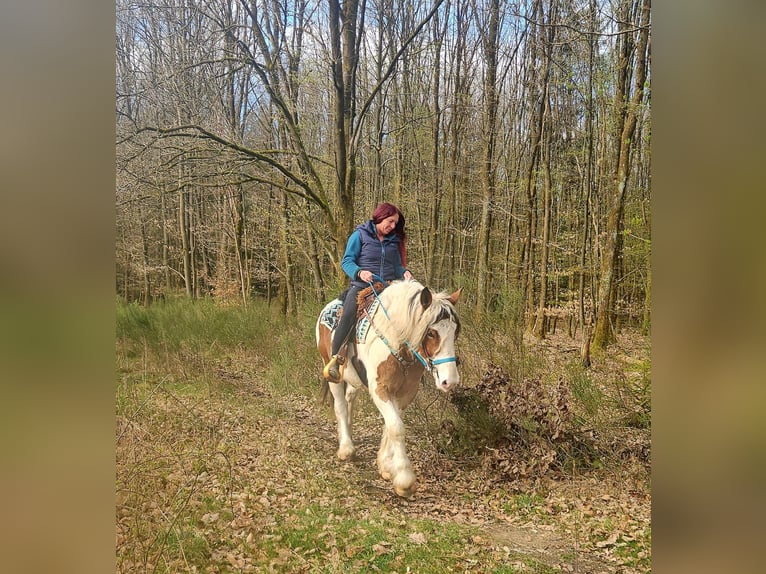 Más caballos de sangre fría Caballo castrado 3 años 154 cm Pío in Linkenbach