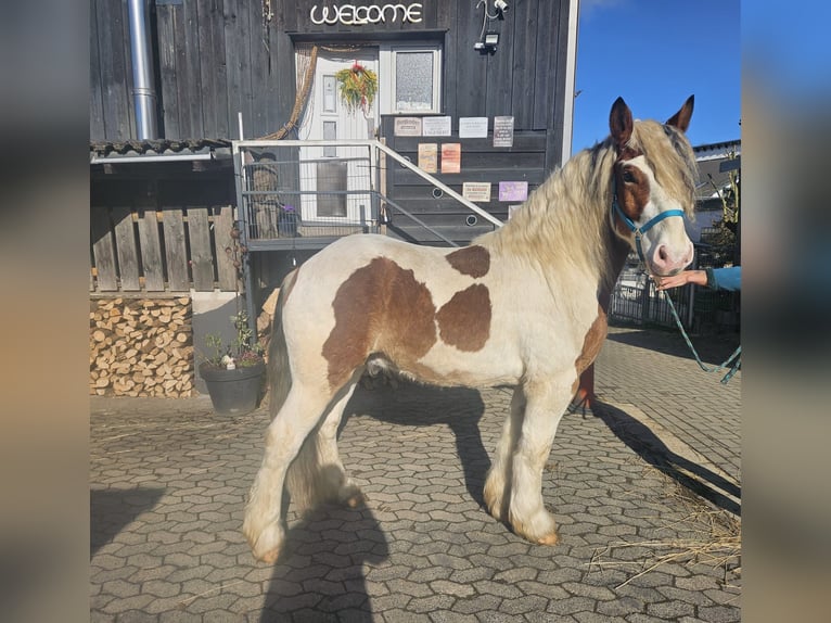 Más caballos de sangre fría Caballo castrado 3 años 154 cm Pío in Linkenbach