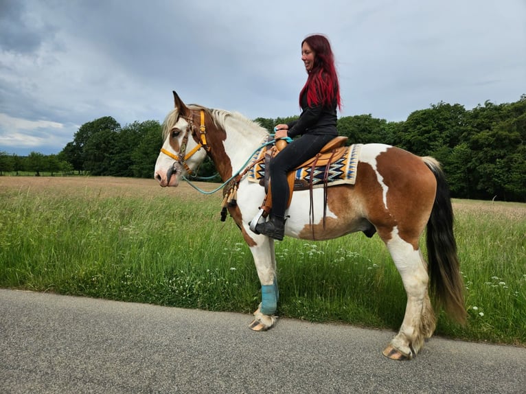 Más caballos de sangre fría Caballo castrado 3 años 154 cm Pío in Linkenbach