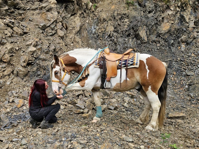 Más caballos de sangre fría Caballo castrado 3 años 154 cm Pío in Linkenbach