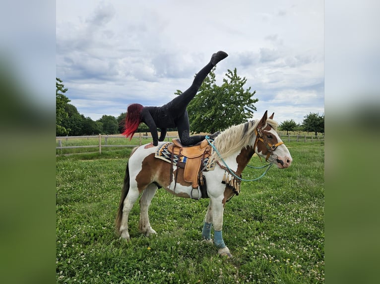 Más caballos de sangre fría Caballo castrado 3 años 154 cm Pío in Linkenbach