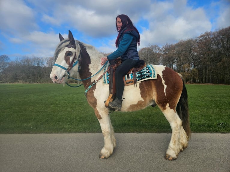 Más caballos de sangre fría Caballo castrado 3 años 154 cm Pío in Linkenbach