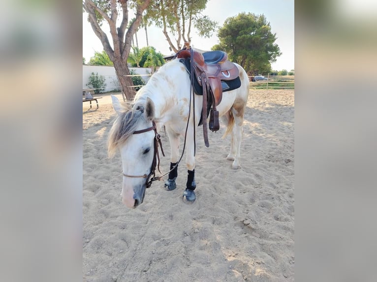 Más caballos de sangre fría Caballo castrado 3 años 154 cm Tordo in Collepasso