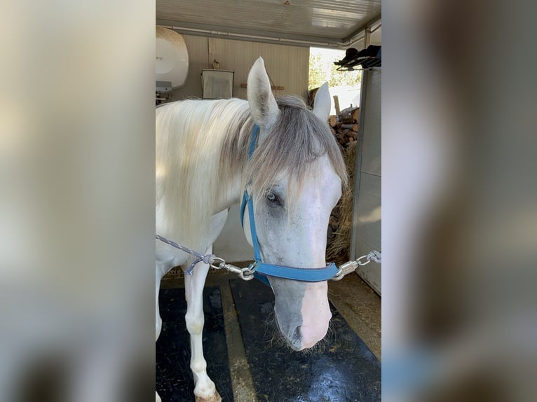 Más caballos de sangre fría Caballo castrado 3 años 154 cm Tordo in Collepasso