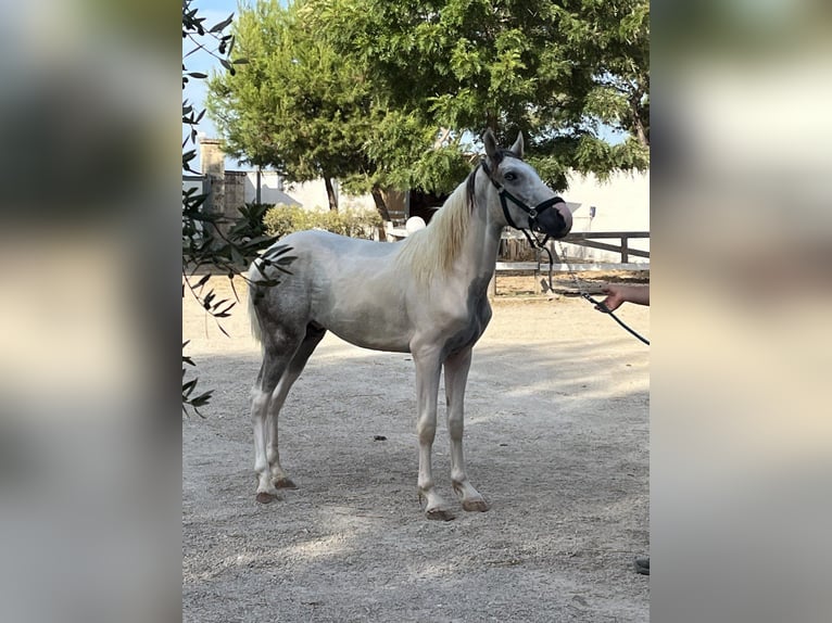 Más caballos de sangre fría Caballo castrado 3 años 154 cm Tordo in Collepasso