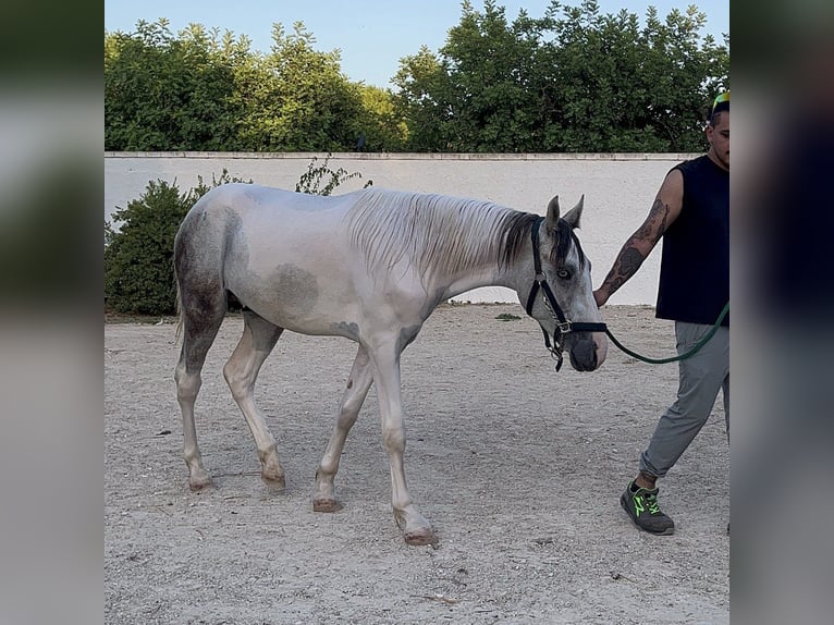 Más caballos de sangre fría Caballo castrado 3 años 154 cm Tordo in Collepasso