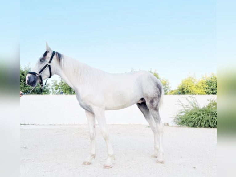 Más caballos de sangre fría Caballo castrado 3 años 154 cm Tordo in Collepasso