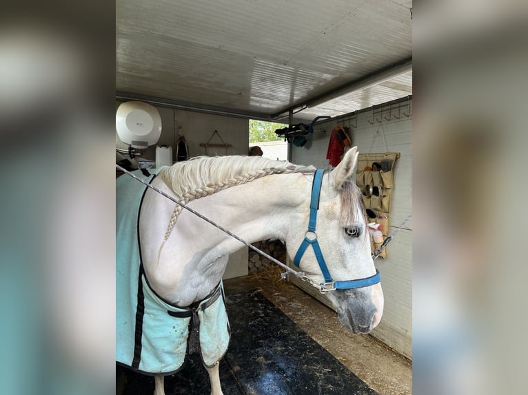 Más caballos de sangre fría Caballo castrado 3 años 154 cm Tordo in Collepasso