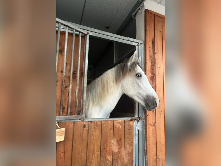 Más caballos de sangre fría Caballo castrado 3 años 154 cm Tordo in Collepasso