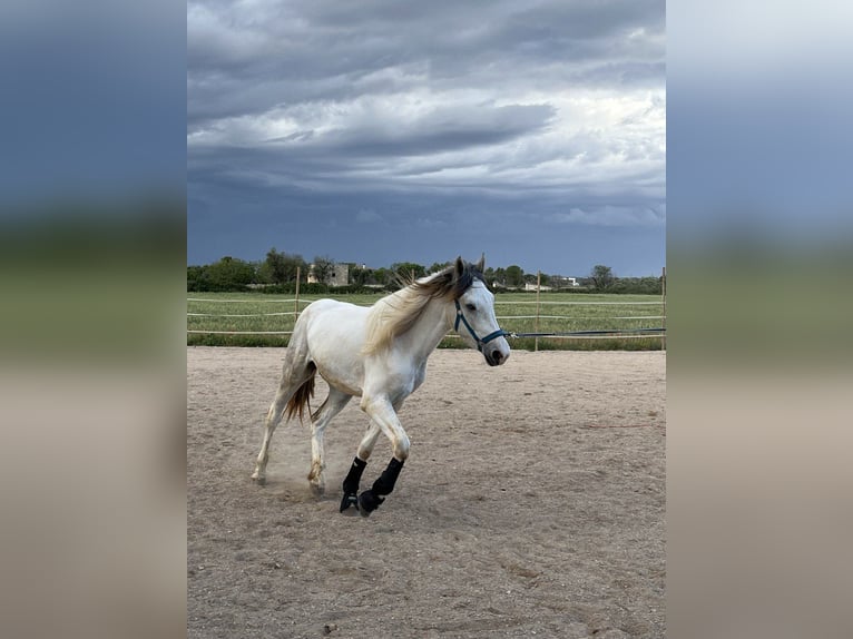 Más caballos de sangre fría Caballo castrado 3 años 154 cm Tordo in Collepasso