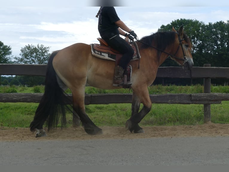 Más caballos de sangre fría Caballo castrado 3 años 156 cm Castaño in Lathen