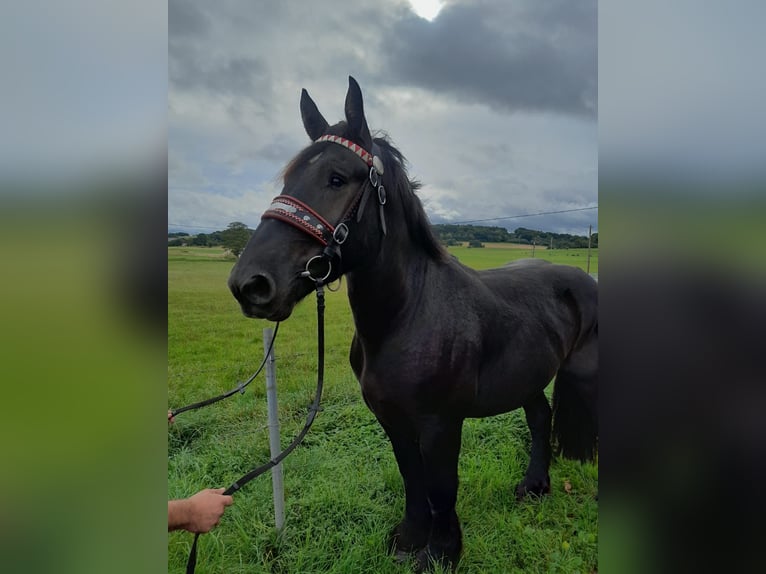 Más caballos de sangre fría Caballo castrado 3 años 160 cm Negro in Nettersheim