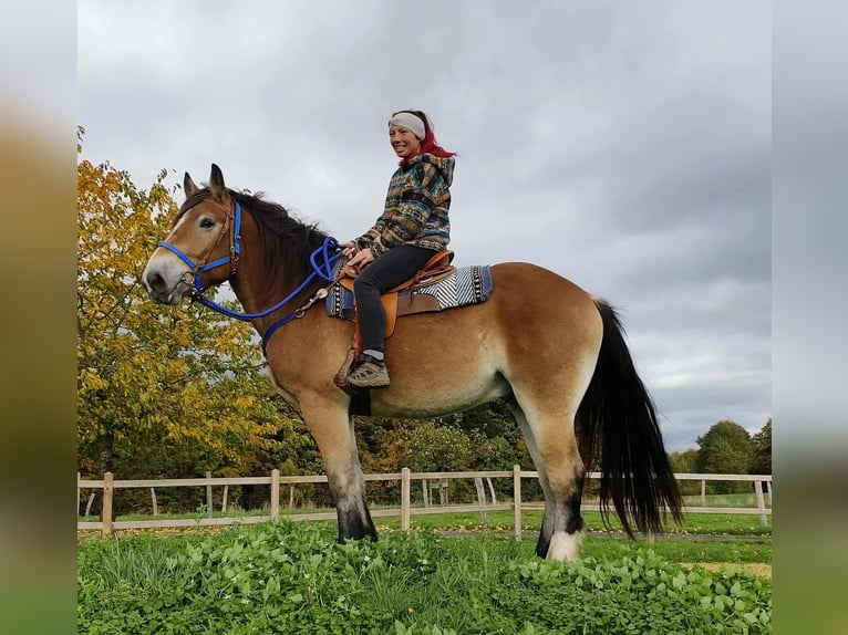 Más caballos de sangre fría Caballo castrado 3 años 168 cm Castaño in Linkenbach