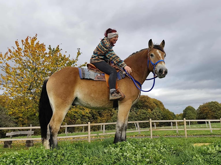 Más caballos de sangre fría Caballo castrado 3 años 168 cm Castaño in Linkenbach