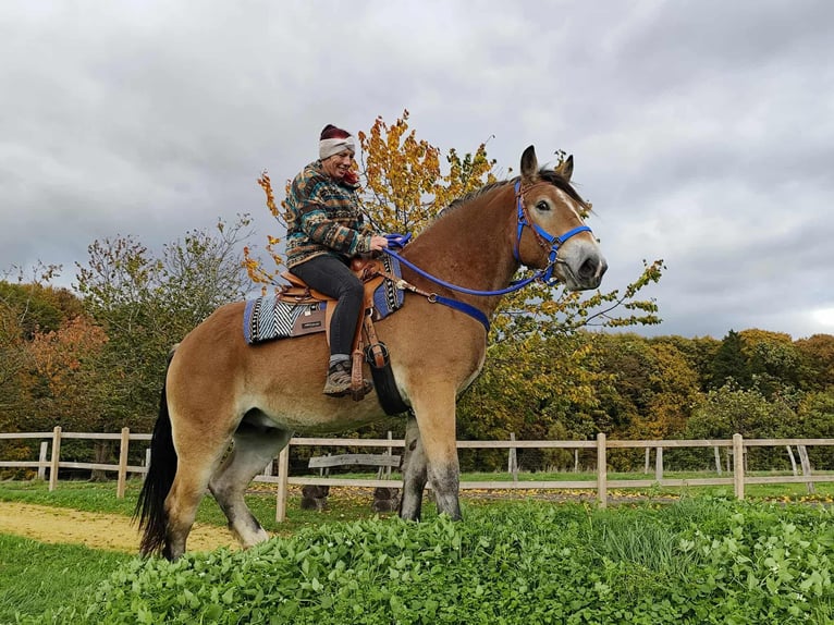 Más caballos de sangre fría Caballo castrado 3 años 168 cm Castaño in Linkenbach
