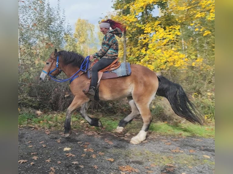 Más caballos de sangre fría Caballo castrado 3 años 168 cm Castaño in Linkenbach