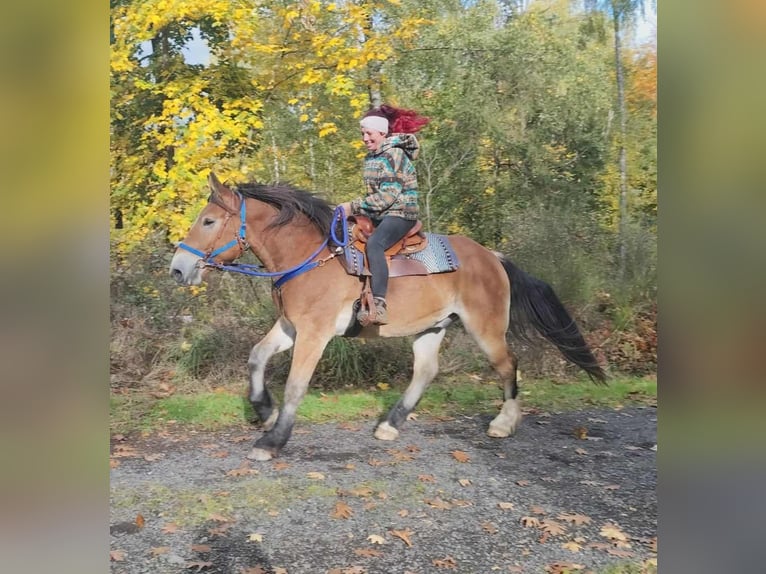 Más caballos de sangre fría Caballo castrado 3 años 168 cm Castaño in Linkenbach