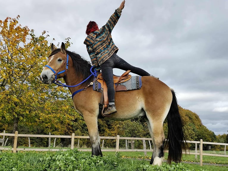 Más caballos de sangre fría Caballo castrado 3 años 168 cm Castaño in Linkenbach