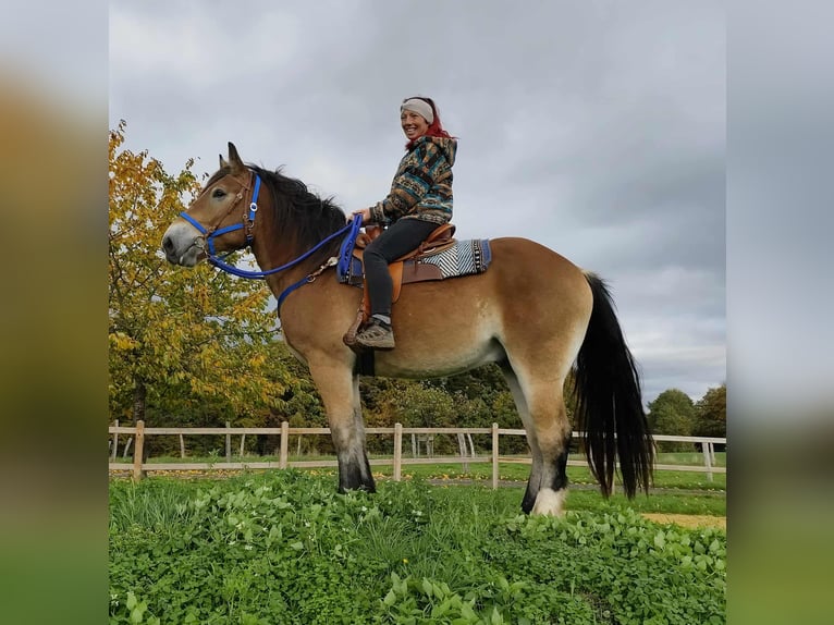 Más caballos de sangre fría Caballo castrado 3 años 168 cm Castaño in Linkenbach