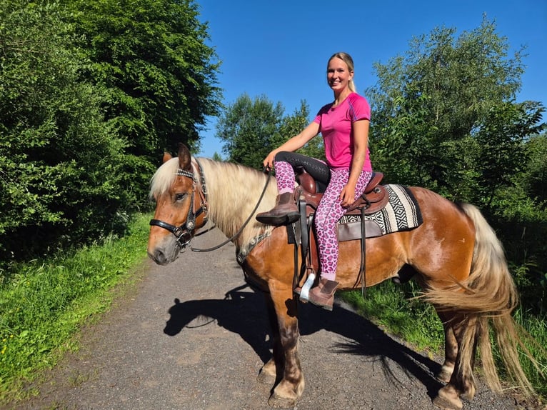 Más caballos de sangre fría Caballo castrado 4 años 152 cm Alazán-tostado in Linkenbach