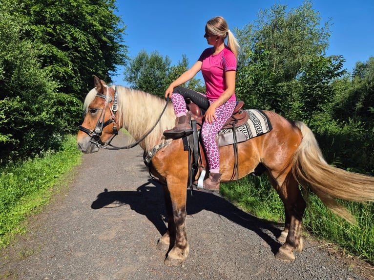 Más caballos de sangre fría Caballo castrado 4 años 152 cm Alazán-tostado in Linkenbach
