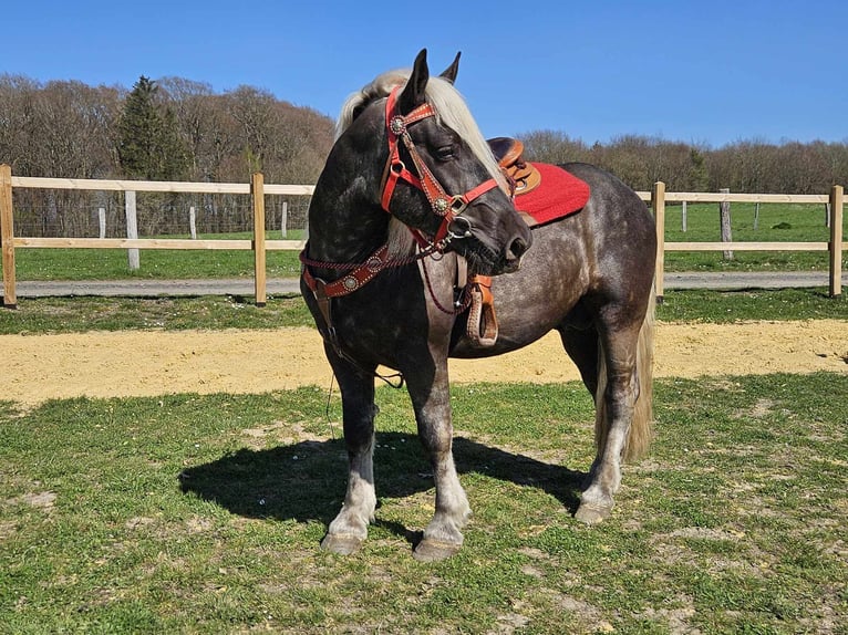 Más caballos de sangre fría Caballo castrado 4 años 153 cm in Linkenbach