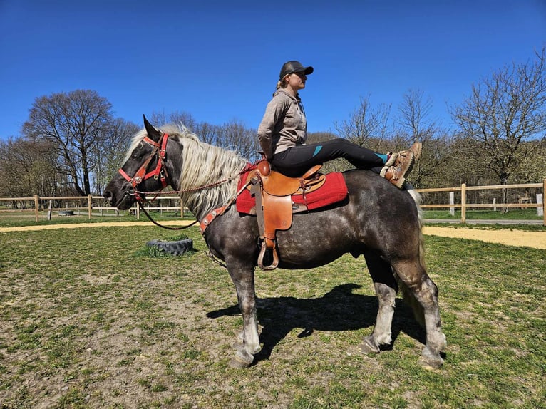 Más caballos de sangre fría Caballo castrado 4 años 153 cm in Linkenbach