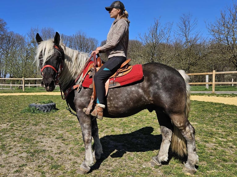 Más caballos de sangre fría Caballo castrado 4 años 153 cm in Linkenbach