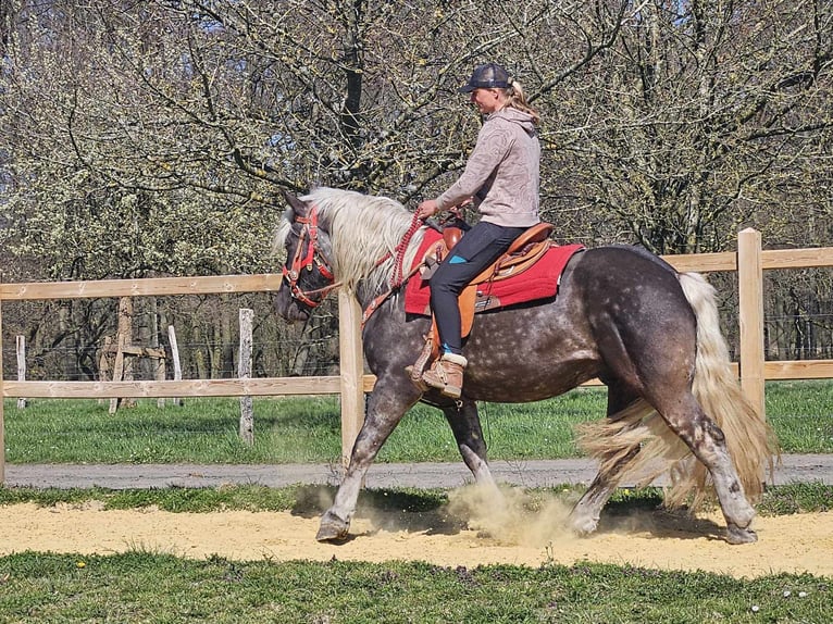 Más caballos de sangre fría Caballo castrado 4 años 153 cm in Linkenbach