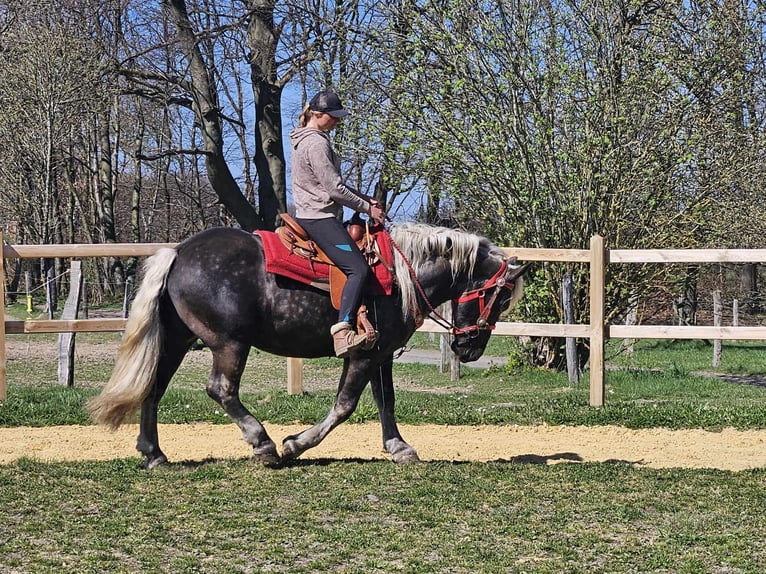 Más caballos de sangre fría Caballo castrado 4 años 153 cm in Linkenbach