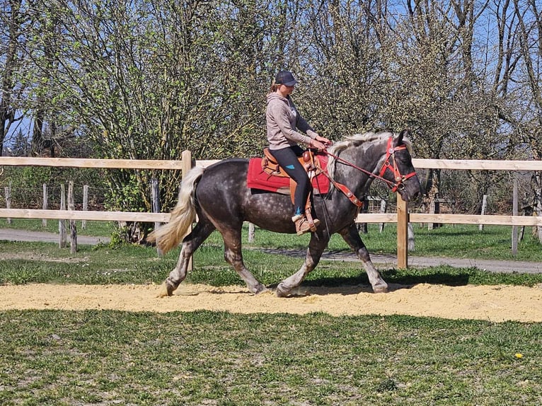 Más caballos de sangre fría Caballo castrado 4 años 153 cm in Linkenbach