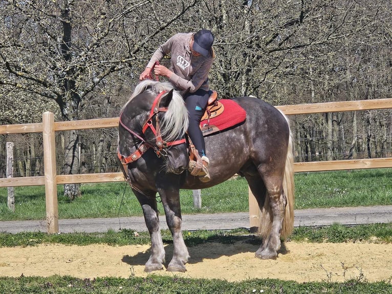 Más caballos de sangre fría Caballo castrado 4 años 153 cm in Linkenbach