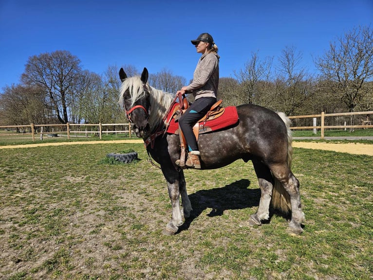 Más caballos de sangre fría Caballo castrado 4 años 153 cm in Linkenbach