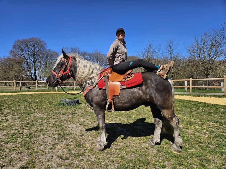 Más caballos de sangre fría Caballo castrado 4 años 153 cm in Linkenbach