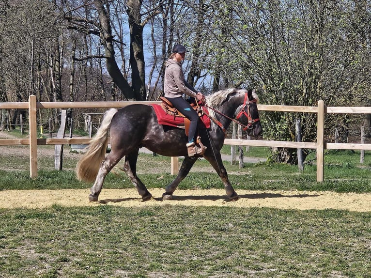 Más caballos de sangre fría Caballo castrado 4 años 153 cm in Linkenbach