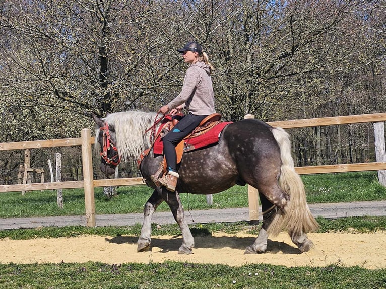 Más caballos de sangre fría Caballo castrado 4 años 153 cm in Linkenbach