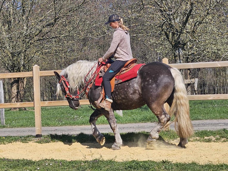 Más caballos de sangre fría Caballo castrado 4 años 153 cm in Linkenbach