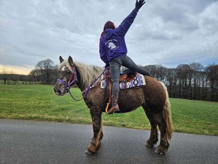 Más caballos de sangre fría Caballo castrado 4 años 156 cm Alazán-tostado in Linkenbach
