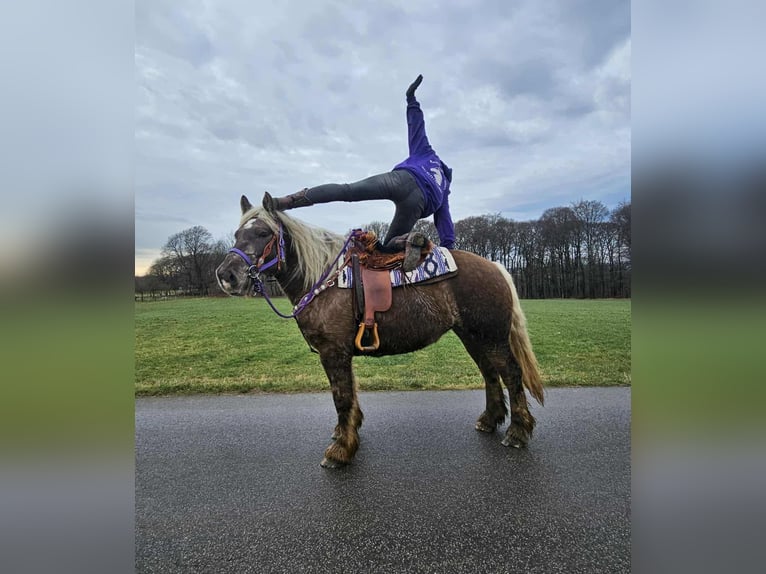 Más caballos de sangre fría Caballo castrado 4 años 156 cm Alazán-tostado in Linkenbach
