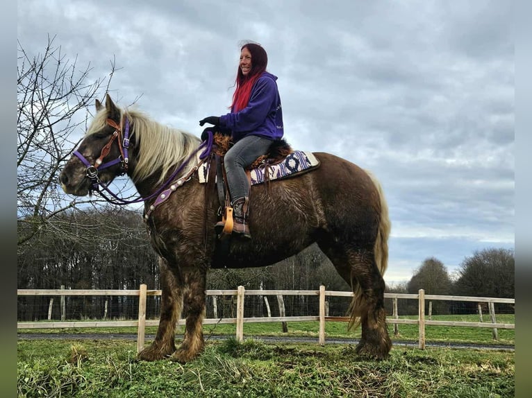 Más caballos de sangre fría Caballo castrado 4 años 156 cm Alazán-tostado in Linkenbach