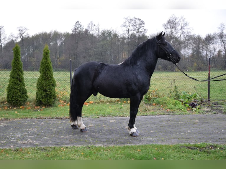 Más caballos de sangre fría Mestizo Caballo castrado 4 años 157 cm Negro in Chelmno