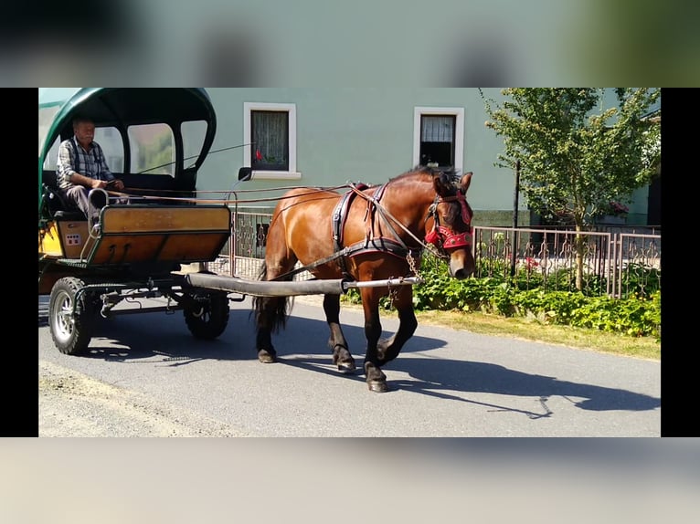 Más caballos de sangre fría Caballo castrado 4 años 160 cm Castaño in Kamenz