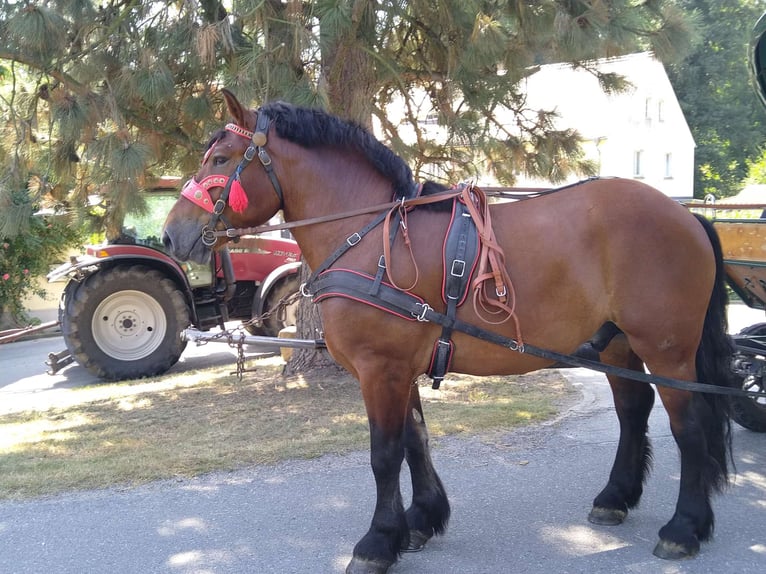 Más caballos de sangre fría Caballo castrado 4 años 160 cm Castaño in Kamenz