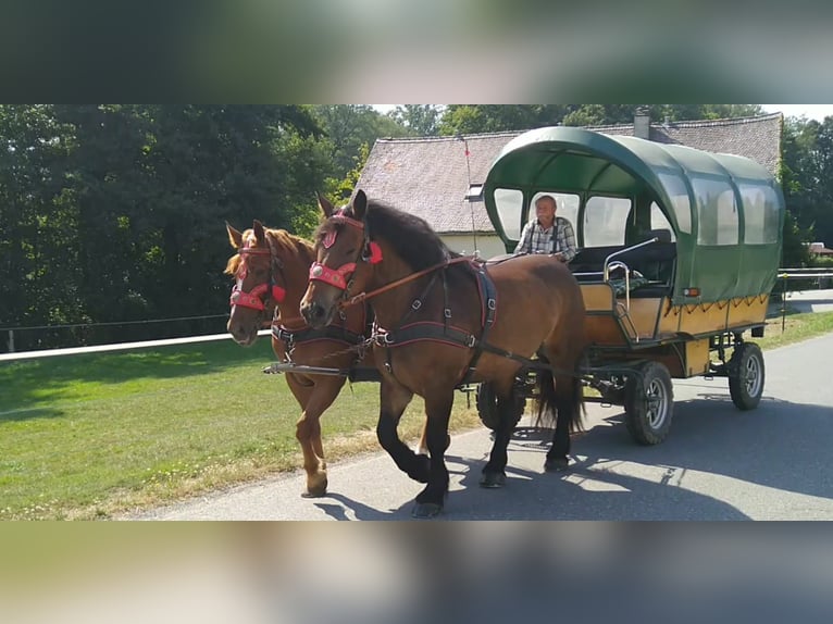 Más caballos de sangre fría Caballo castrado 4 años 160 cm Castaño in Kamenz