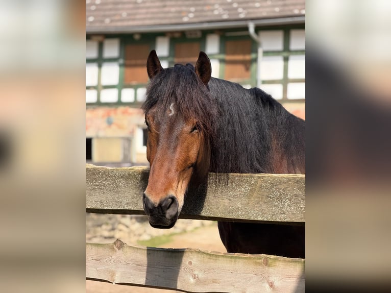 Más caballos de sangre fría Mestizo Caballo castrado 4 años 160 cm Castaño in Geußnitz