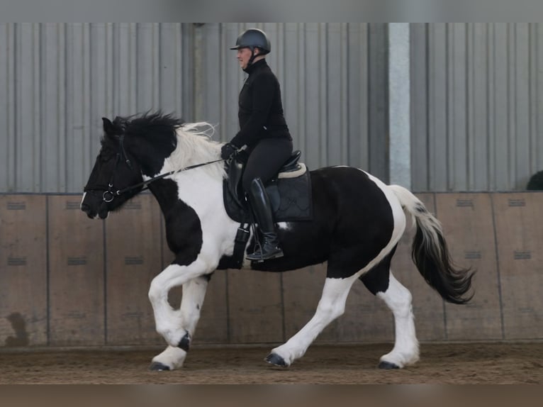 Más caballos de sangre fría Mestizo Caballo castrado 4 años 160 cm Pío in Neustadt (Wied)
