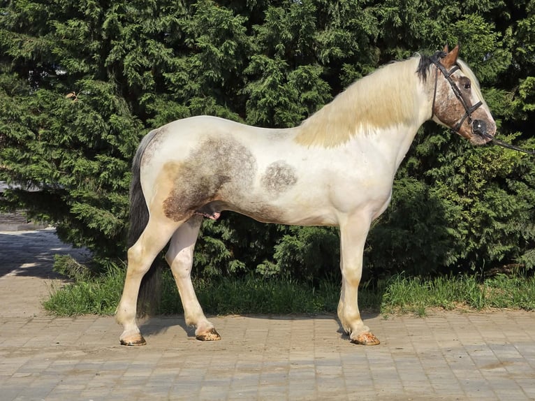 Más caballos de sangre fría Caballo castrado 4 años 160 cm Pío in Neu Gaarz