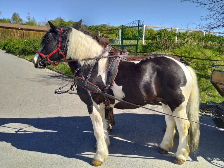 Más caballos de sangre fría Caballo castrado 4 años 162 cm Pío in Kamenz
