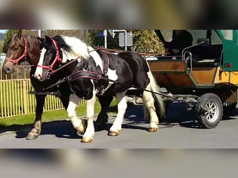 Más caballos de sangre fría Caballo castrado 4 años 162 cm Pío in Kamenz