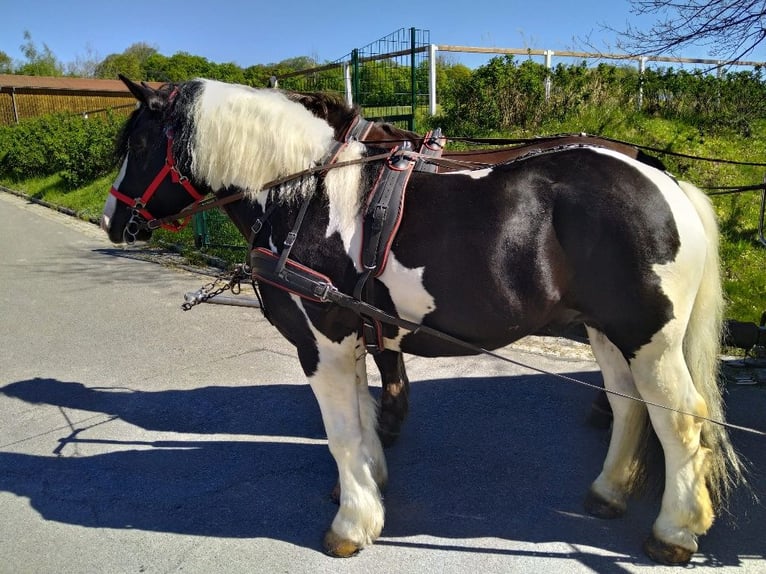 Más caballos de sangre fría Caballo castrado 4 años 162 cm Pío in Kamenz